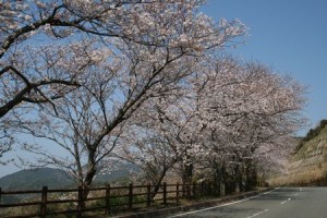 sakura6
